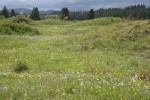 Camas & Western Buttercups on mounded prairie