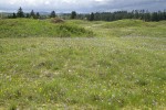 Camas & Western Buttercups on mounded prairie