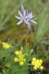 Camas blossoms above soft focus Spring Gold