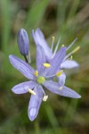 Camas blossom detail