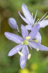 Camas blossom detail