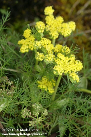 Lomatium utriculatum