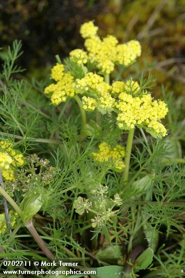 Lomatium utriculatum