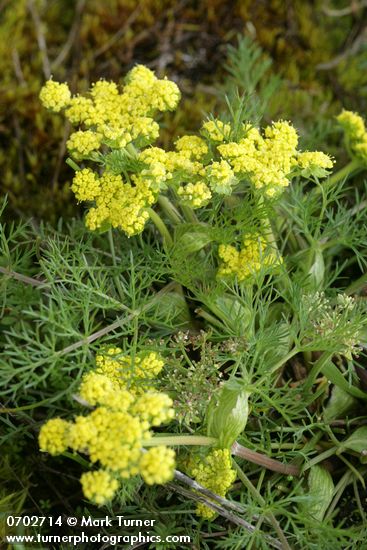 Lomatium utriculatum