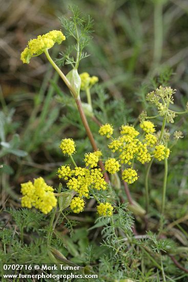 Lomatium utriculatum