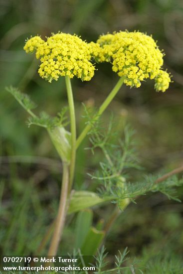 Lomatium utriculatum