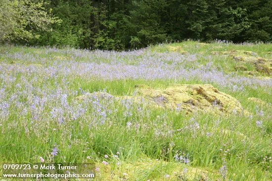 Camassia quamash; Plectritis congesta