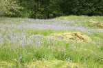 Camas & Rosy Plectritis in meadow on rocky bald