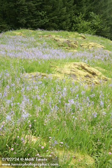 Camassia quamash; Plectritis congesta