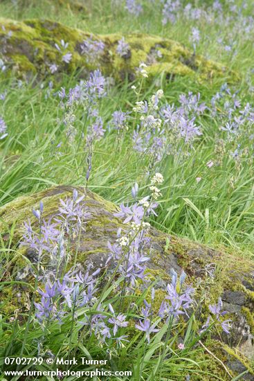 Camassia quamash; Saxifraga occidentalis