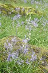 Camas & Western Saxifrage in meadow on rocky bald