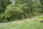 Camas & Rosy Plectritis in meadow on rocky bald w/ Garry Oaks bkgnd