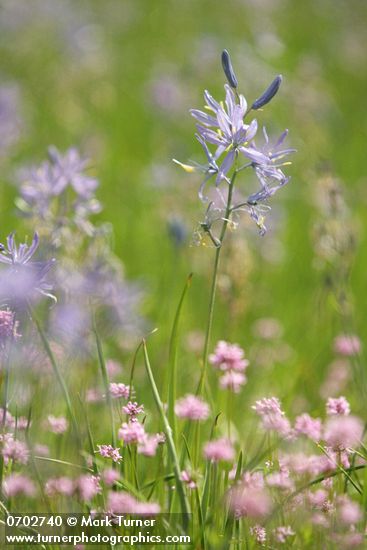 Camassia quamash; Plectritis congesta