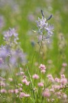 Camas & Rosy Plectritis, backlit