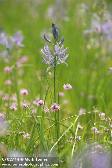 Camassia quamash; Plectritis congesta