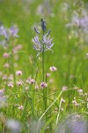 Camas & Rosy Plectritis, backlit