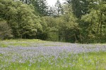 Camas in meadow w/ Garry Oaks bkgnd