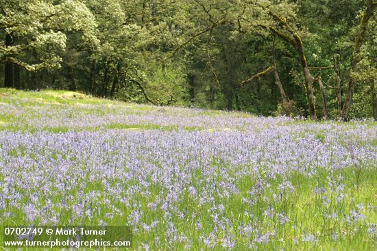 Camassia quamash; Quercus garryana