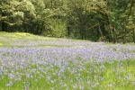 Camas in meadow w/ Garry Oaks bkgnd