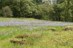 Camas & Rosy Plectritis in meadow on rocky bald w/ Garry Oaks bkgnd