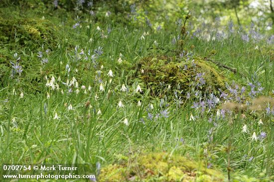 Erythronium oregonum; Camassia quamash