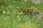 Oregon Fawn Lilies among Camas
