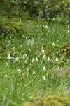 Oregon Fawn Lilies among Camas