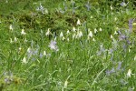 Oregon Fawn Lilies among Camas