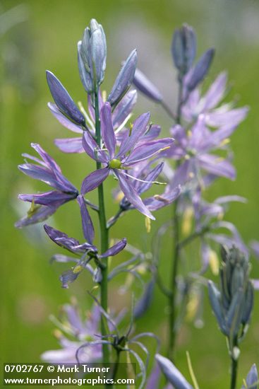 Camassia quamash