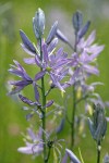 Camas blossoms detail, backlit