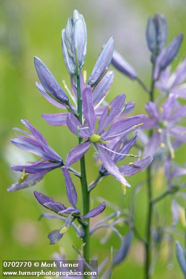 Camassia quamash