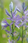 Camas blossoms detail