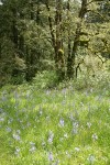 Camas in meadow w/ Garry Oaks bkgnd