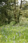 Camas in meadow w/ Garry Oaks bkgnd