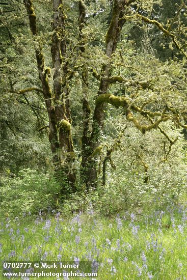 Quercus garryana; Camassia quamash