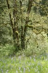 Garry Oaks w/ Camas in meadow