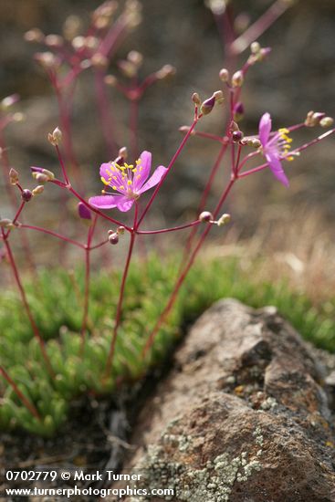 Talinum spinescens