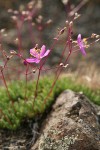 Spiny Talinum