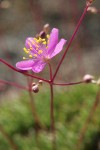 Spiny Talinum blossom detail