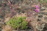 Spiny Talinum