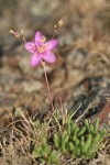 Spiny Talinum