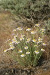 Threadleaf Fleabane