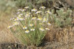 Threadleaf Fleabane