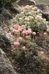 Thyme Desert Buckwheat