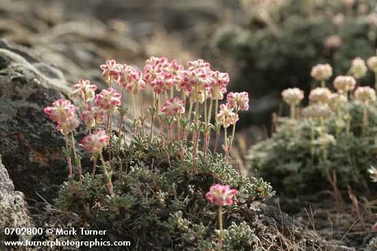 Eriogonum thymoides