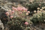 Thyme Desert Buckwheat