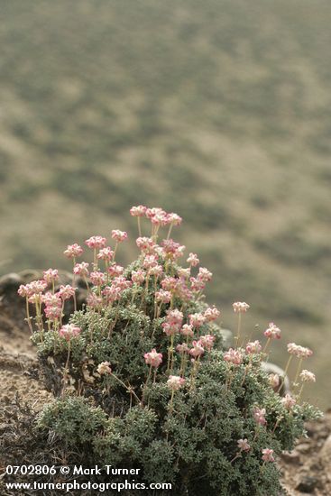 Eriogonum thymoides