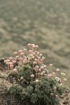 Thyme Desert Buckwheat