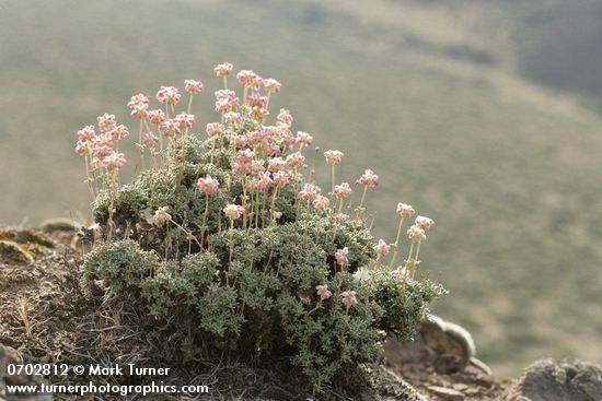 Eriogonum thymoides