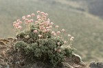 Thyme Desert Buckwheat